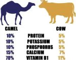 Harsha Nutrition Freeze Dried Camel Pro Milk Powder (1000 g) by Marbella - Image 5